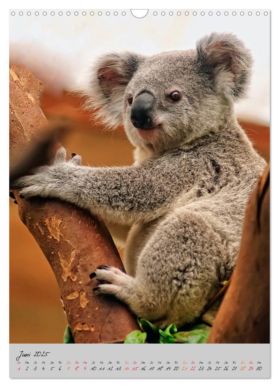 Bild: 9783435950249 | Koala, kleiner Bär (Wandkalender 2025 DIN A3 hoch), CALVENDO...