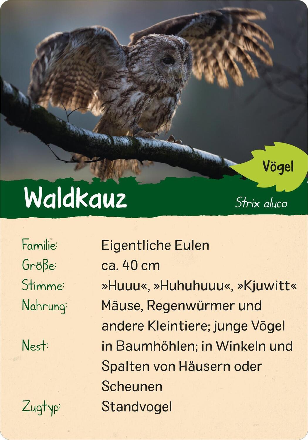 Bild: 9783845856605 | Naturforscher-Kids - Wald | 50 Karten | Eva Wagner | Taschenbuch