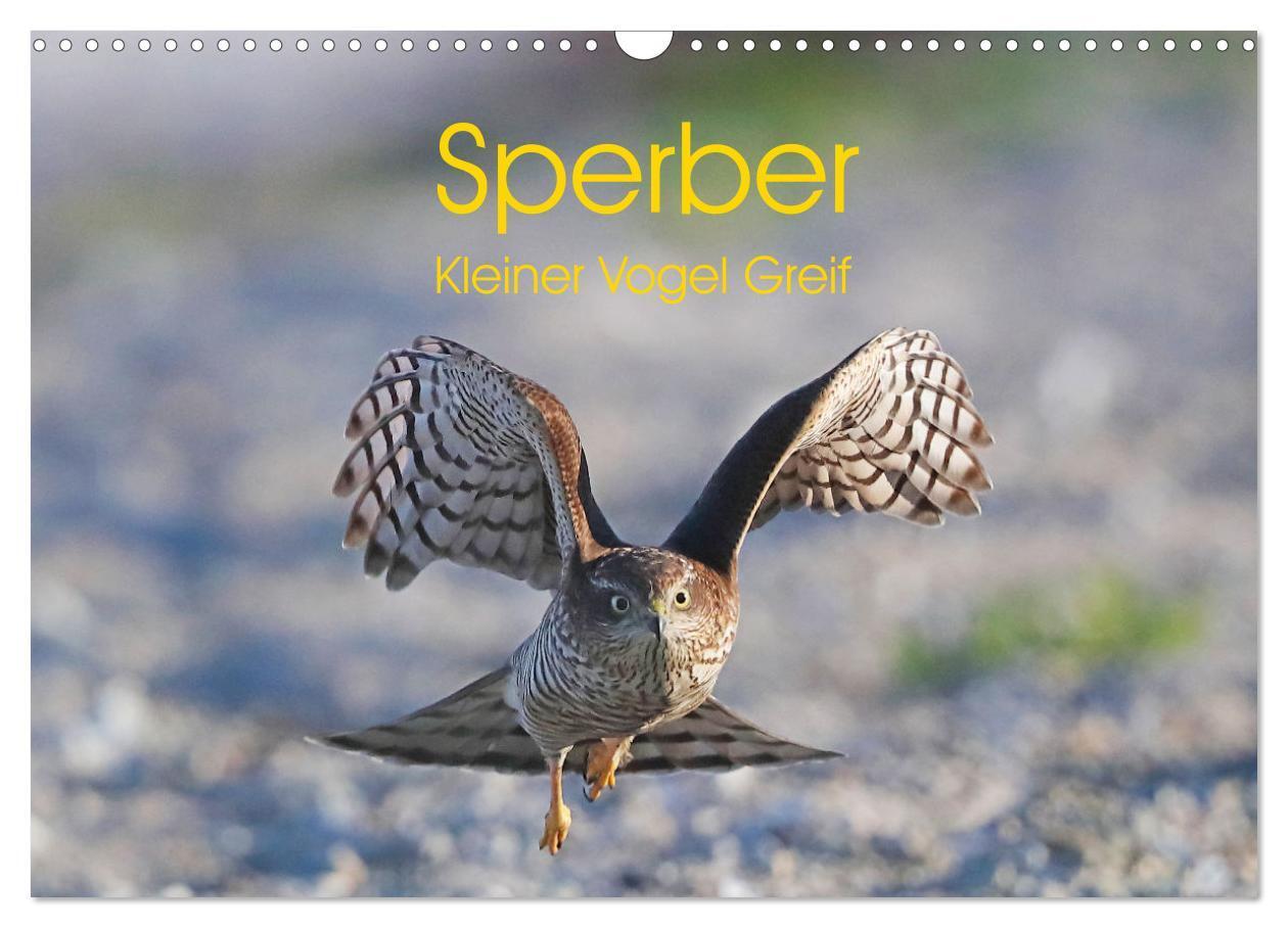 Cover: 9783383738715 | Sperber - Kleiner Vogel Greif (Wandkalender 2024 DIN A3 quer),...