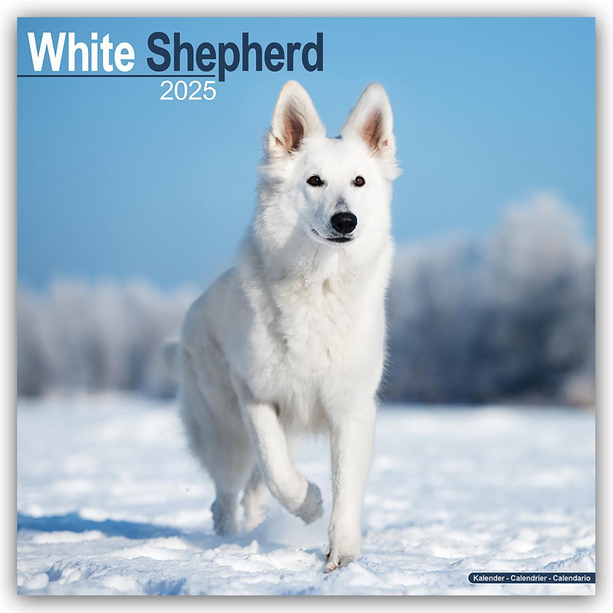 Cover: 9781804604007 | White German Shepherd - Weißer Schäferhund 2025 - 16-Monatskalender