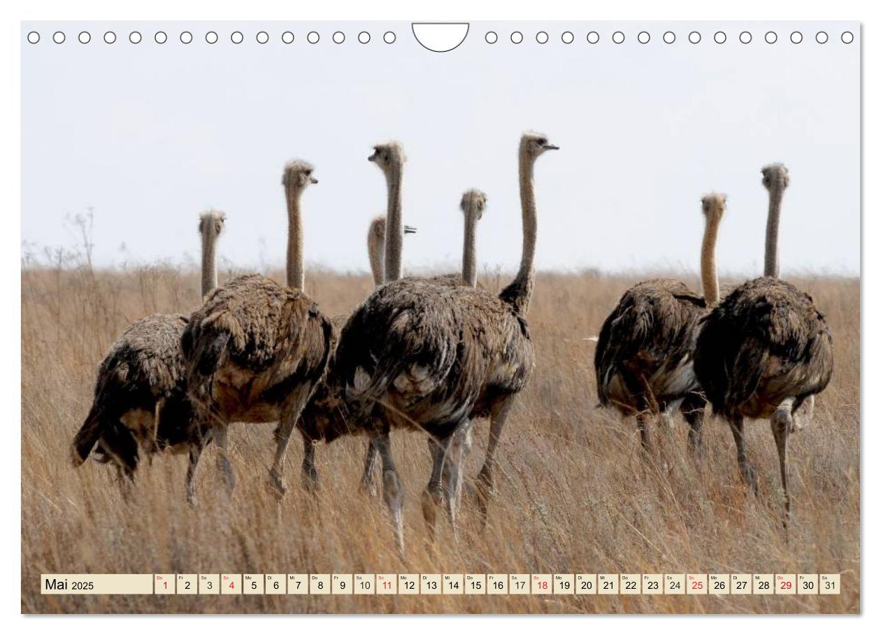 Bild: 9783435719884 | Strauße. Afrikas schöne Laufvögel (Wandkalender 2025 DIN A4 quer),...