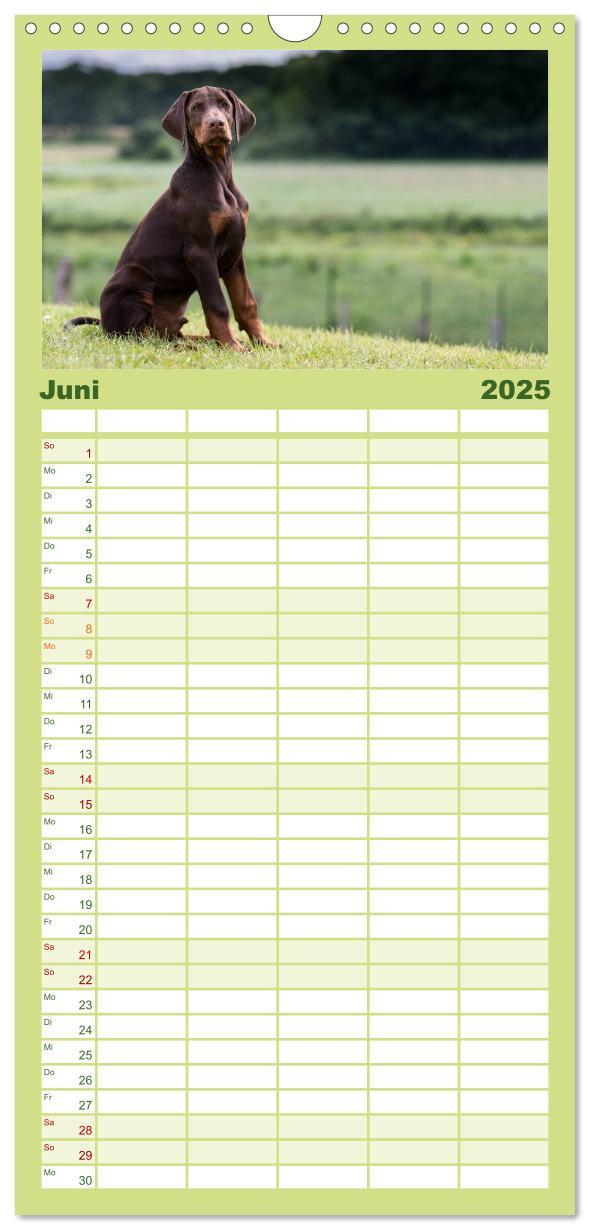 Bild: 9783457112137 | Familienplaner 2025 - Dobermann mit 5 Spalten (Wandkalender, 21 x...