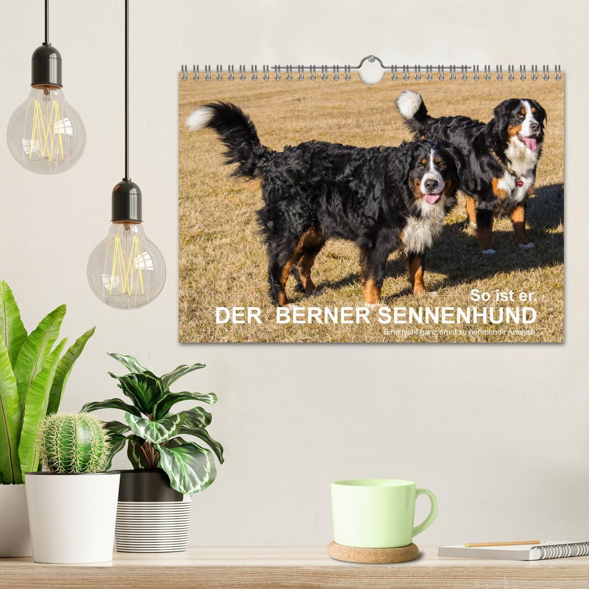 Bild: 9783435403431 | So ist er. Der Berner Sennenhund (Wandkalender 2025 DIN A4 quer),...