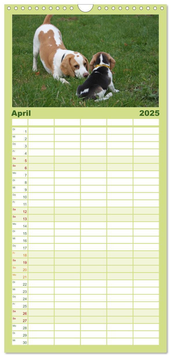 Bild: 9783457124727 | Familienplaner 2025 - Beagle mit 5 Spalten (Wandkalender, 21 x 45...