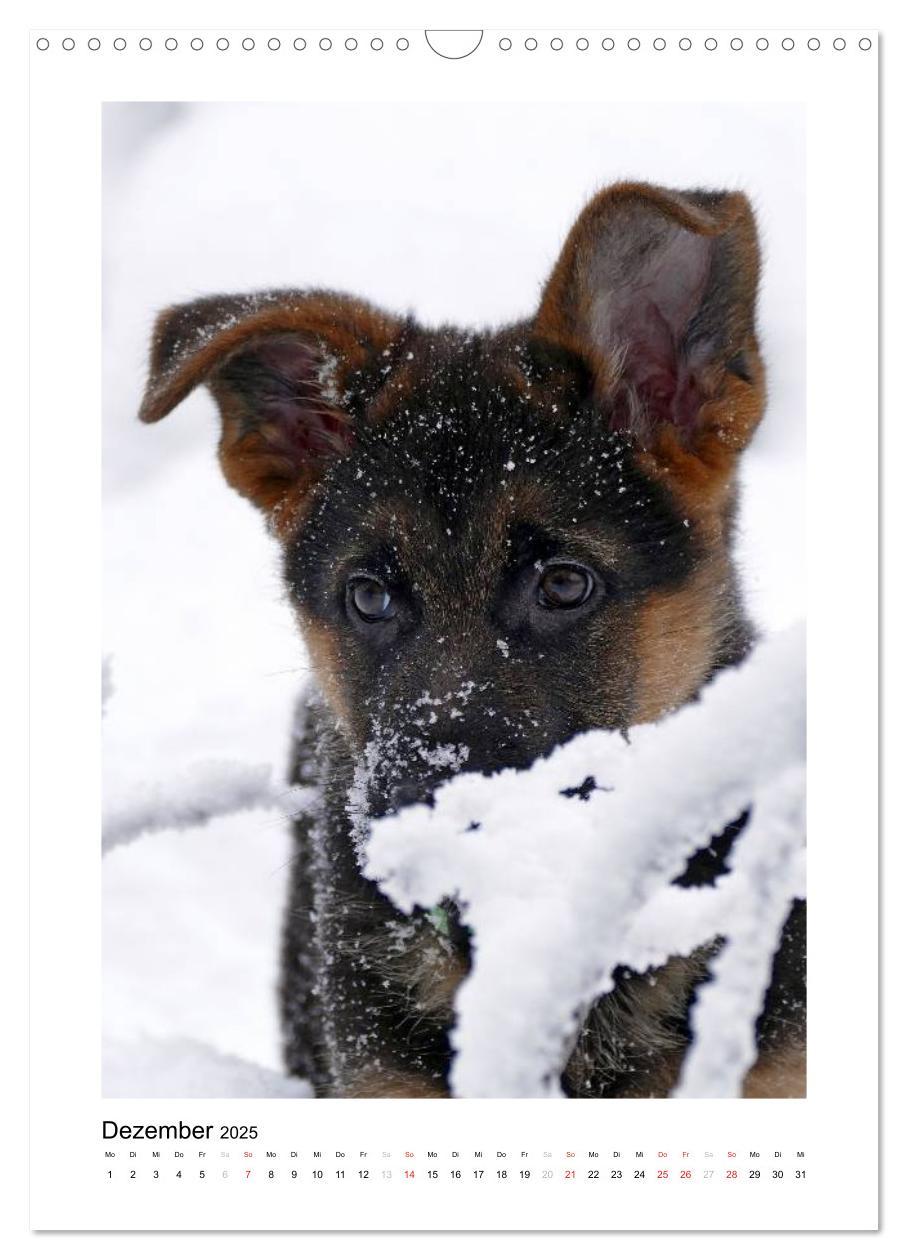 Bild: 9783457012345 | Deutscher Schäferhund - unser bester Freund (Wandkalender 2025 DIN...