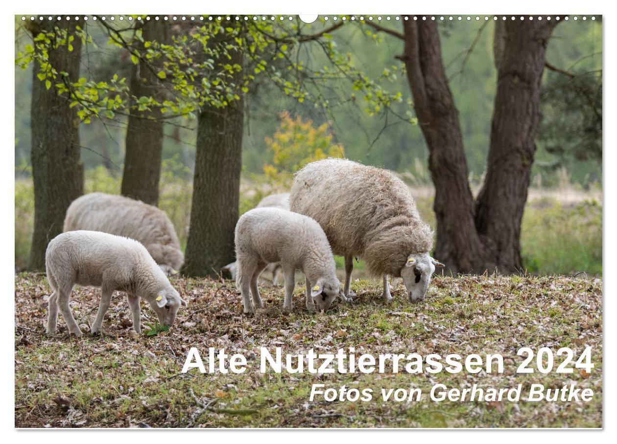 Cover: 9783383143090 | Alte Nutztierrassen 2024 (Wandkalender 2024 DIN A2 quer), CALVENDO...