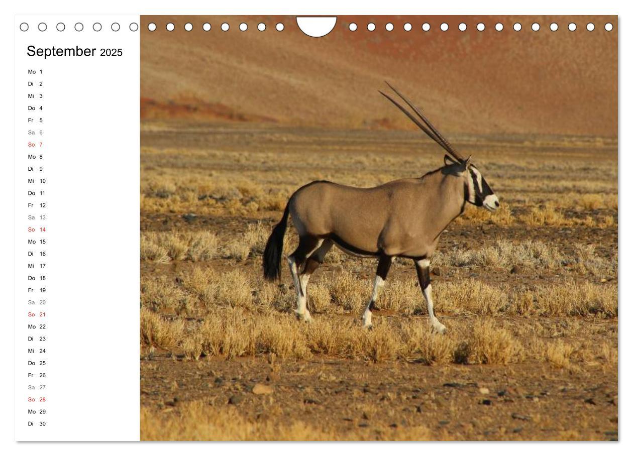 Bild: 9783435552818 | Namibia - Tierische Vielfalt (Planer) (Wandkalender 2025 DIN A4...