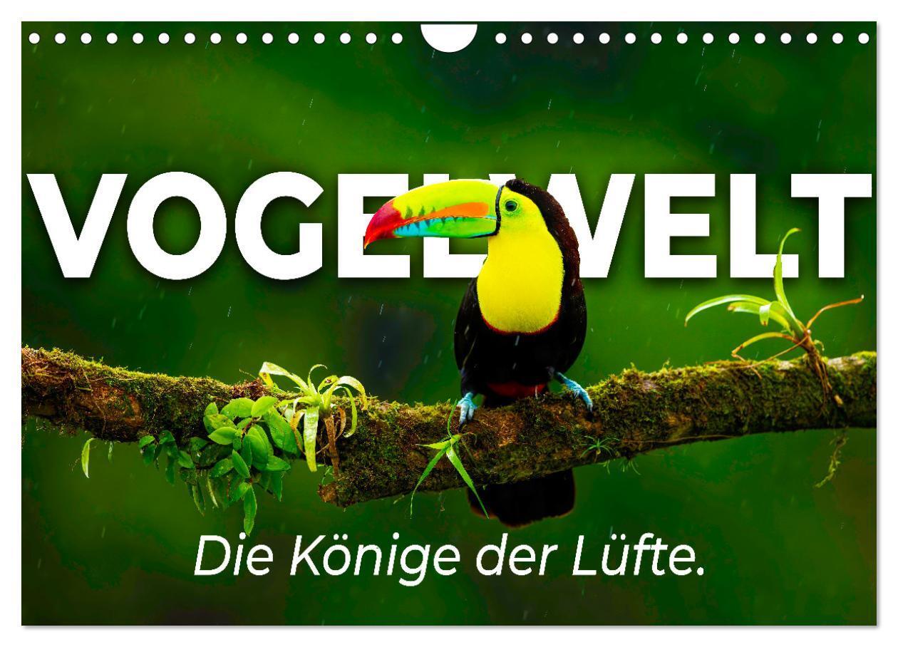 Cover: 9783675436664 | Vogelwelt - Die Könige der Lüfte. (Wandkalender 2024 DIN A4 quer),...