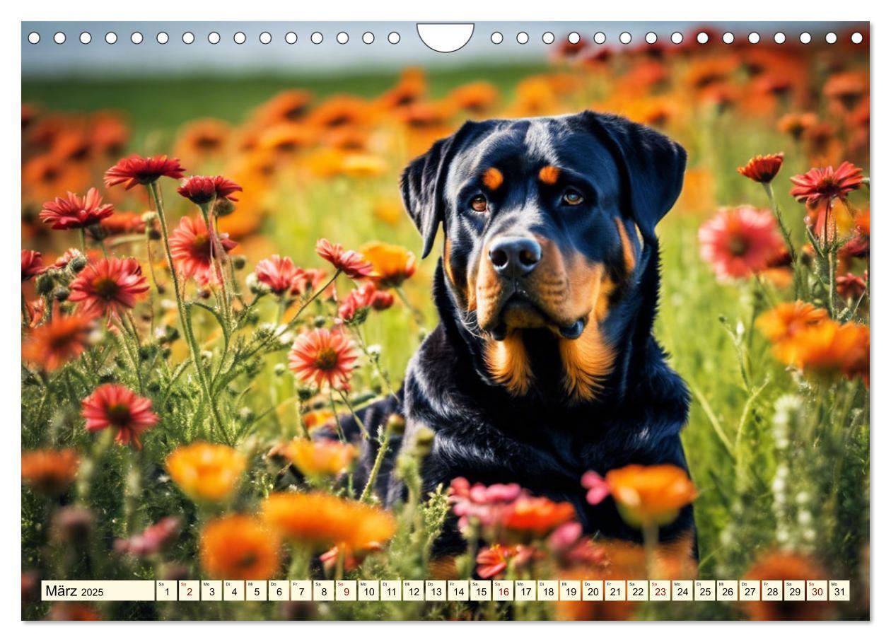 Bild: 9783457128633 | Rottweiler - die Beschützer (Wandkalender 2025 DIN A4 quer),...