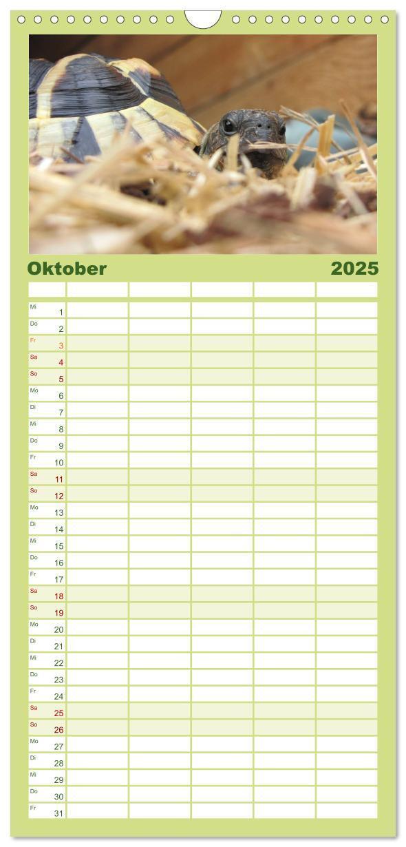 Bild: 9783457122938 | Familienplaner 2025 - Landschildkröten mit 5 Spalten (Wandkalender,...