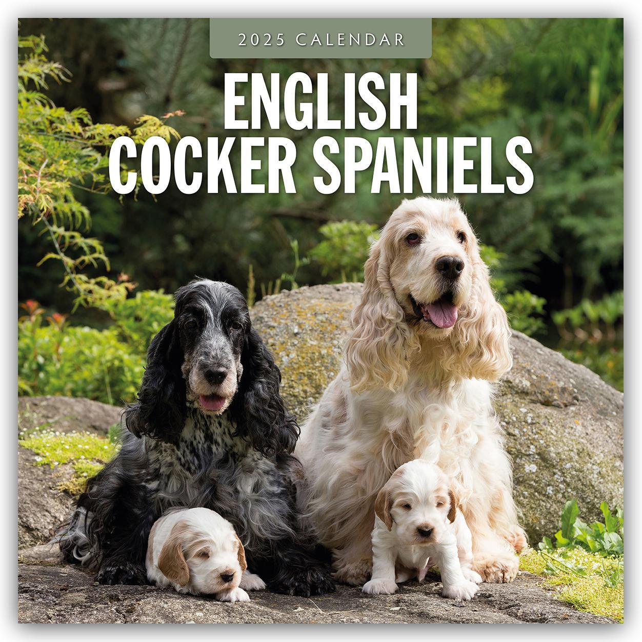 Cover: 9781804424582 | English Cocker Spaniels - Englisch Cocker Spaniel 2025 -...