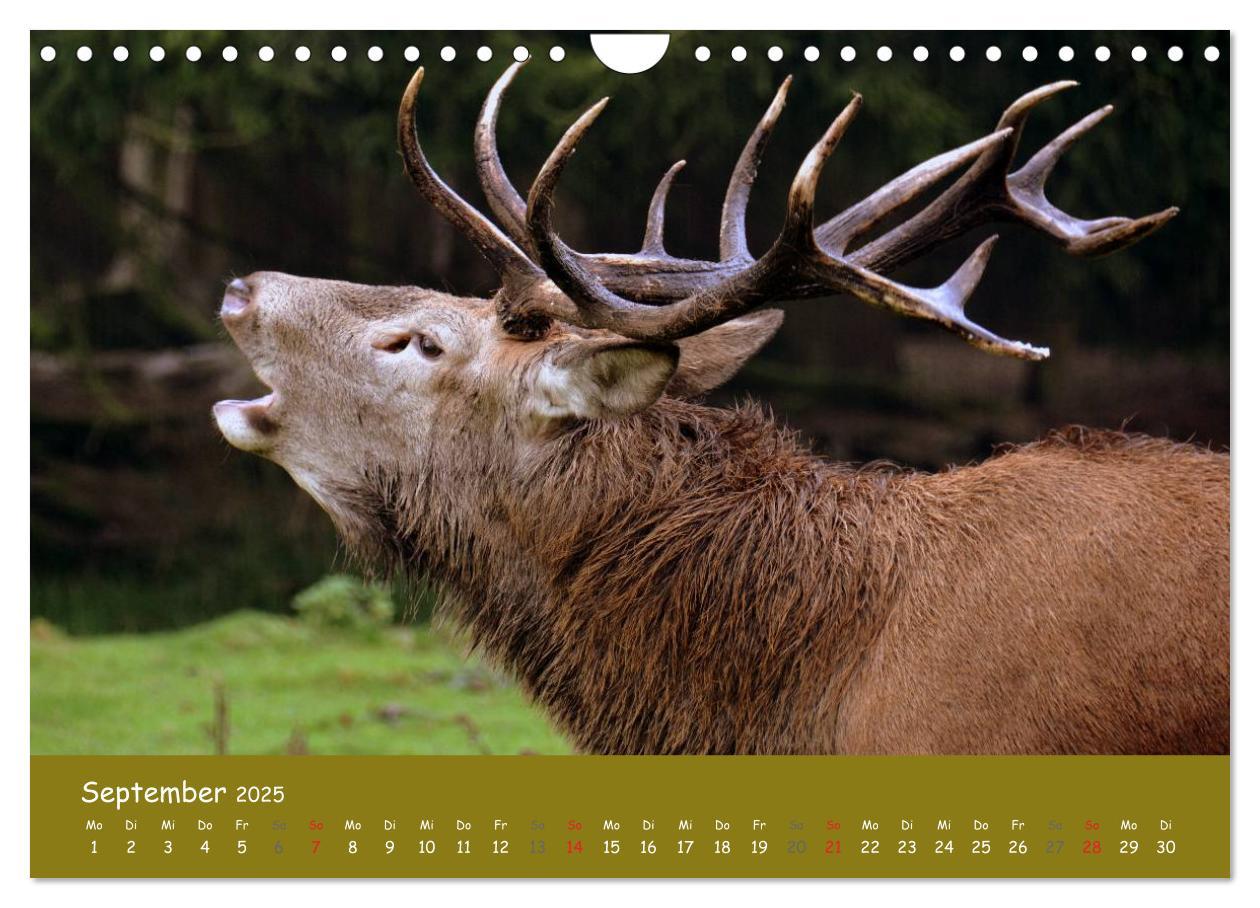 Bild: 9783435635030 | Begegnungen. DER HIRSCH (Wandkalender 2025 DIN A4 quer), CALVENDO...