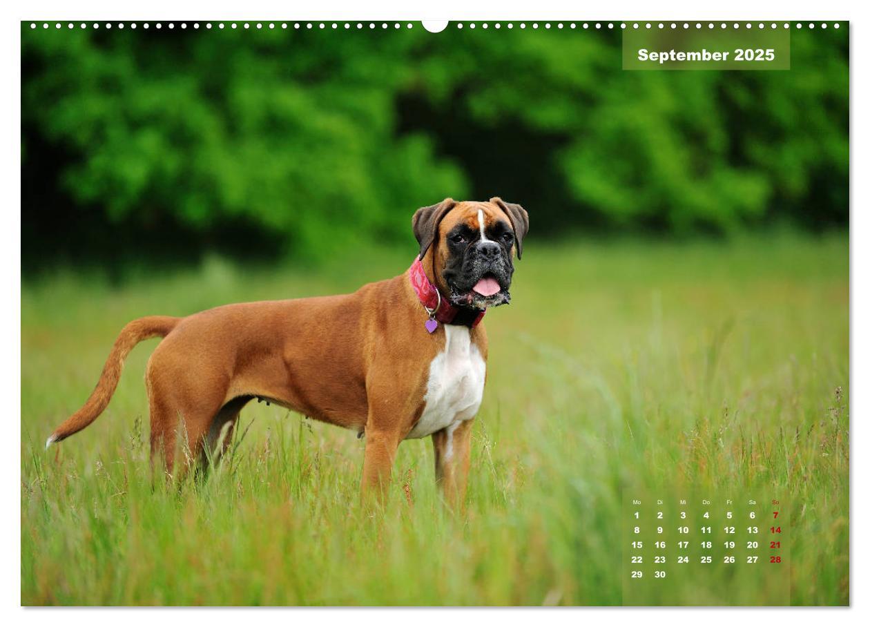 Bild: 9783435179039 | Einmal Boxer - immer Boxer (Wandkalender 2025 DIN A2 quer),...