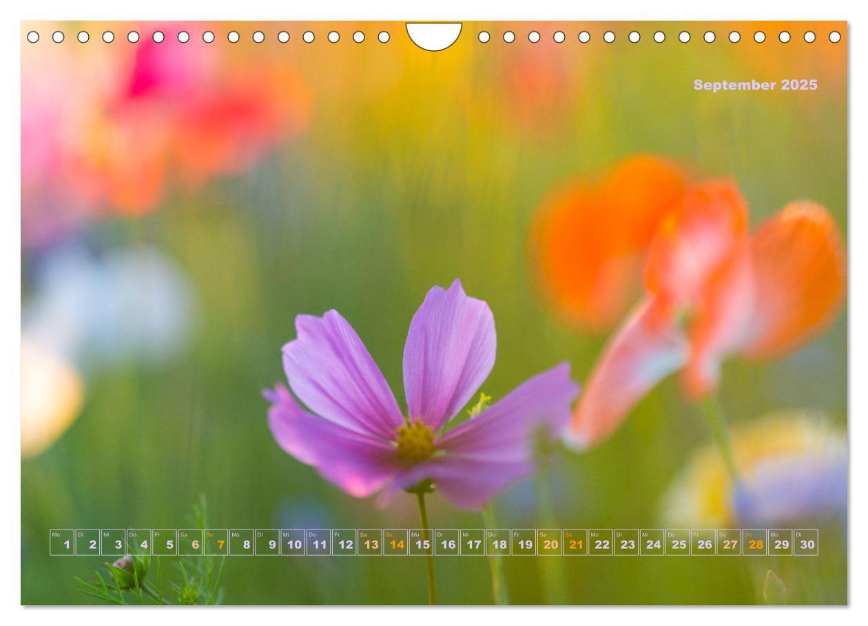 Bild: 9783435051663 | Magische Natur in NRW 2025 (Wandkalender 2025 DIN A4 quer),...