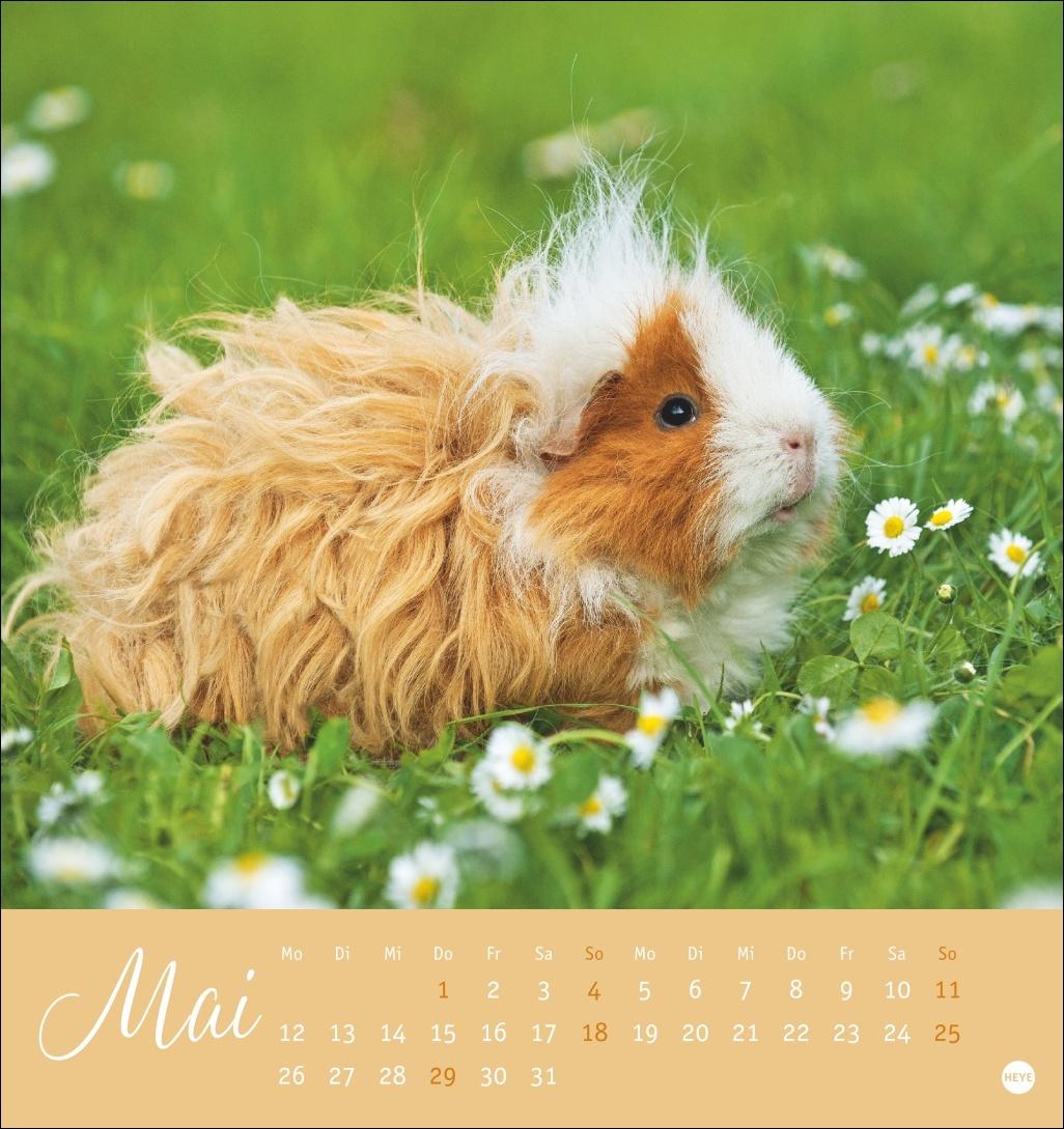 Bild: 9783756407101 | Kuschelige Meerschweinchen Postkartenkalender 2025 | Monika Wegler