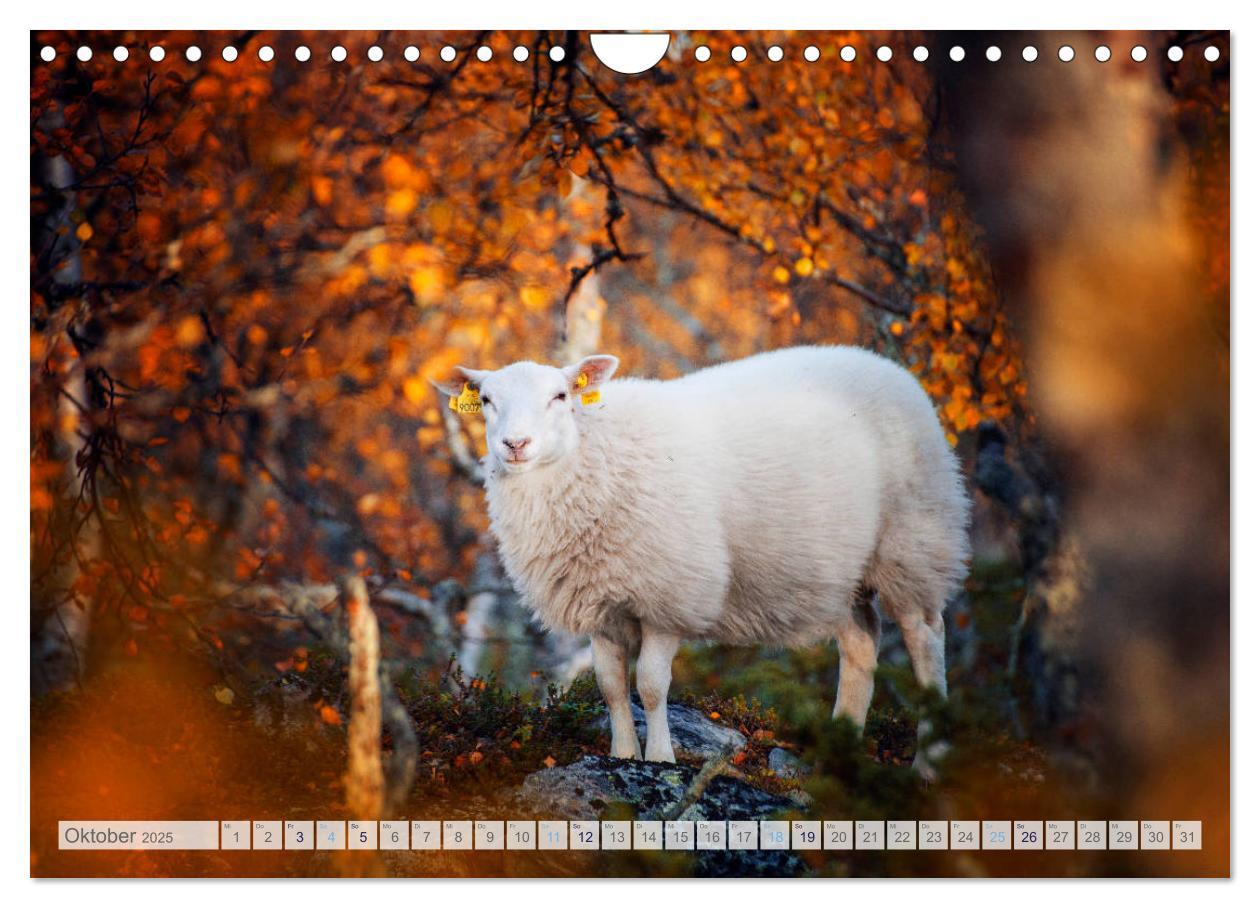 Bild: 9783435185337 | Schafe - Raues Wetter, weiche Wolle (Wandkalender 2025 DIN A4...