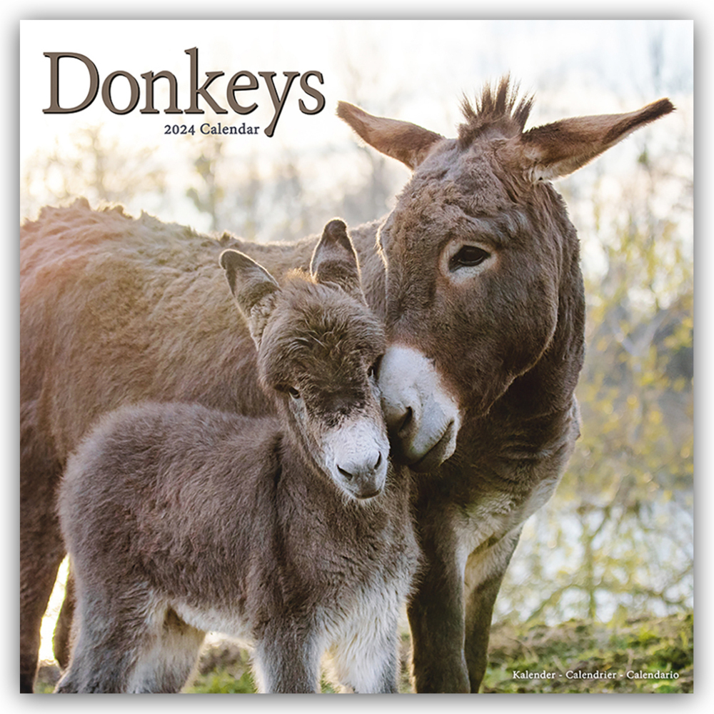 Cover: 9781804601372 | Donkeys - Esel 2024 - 16-Monatskalender | Avonside Publishing Ltd