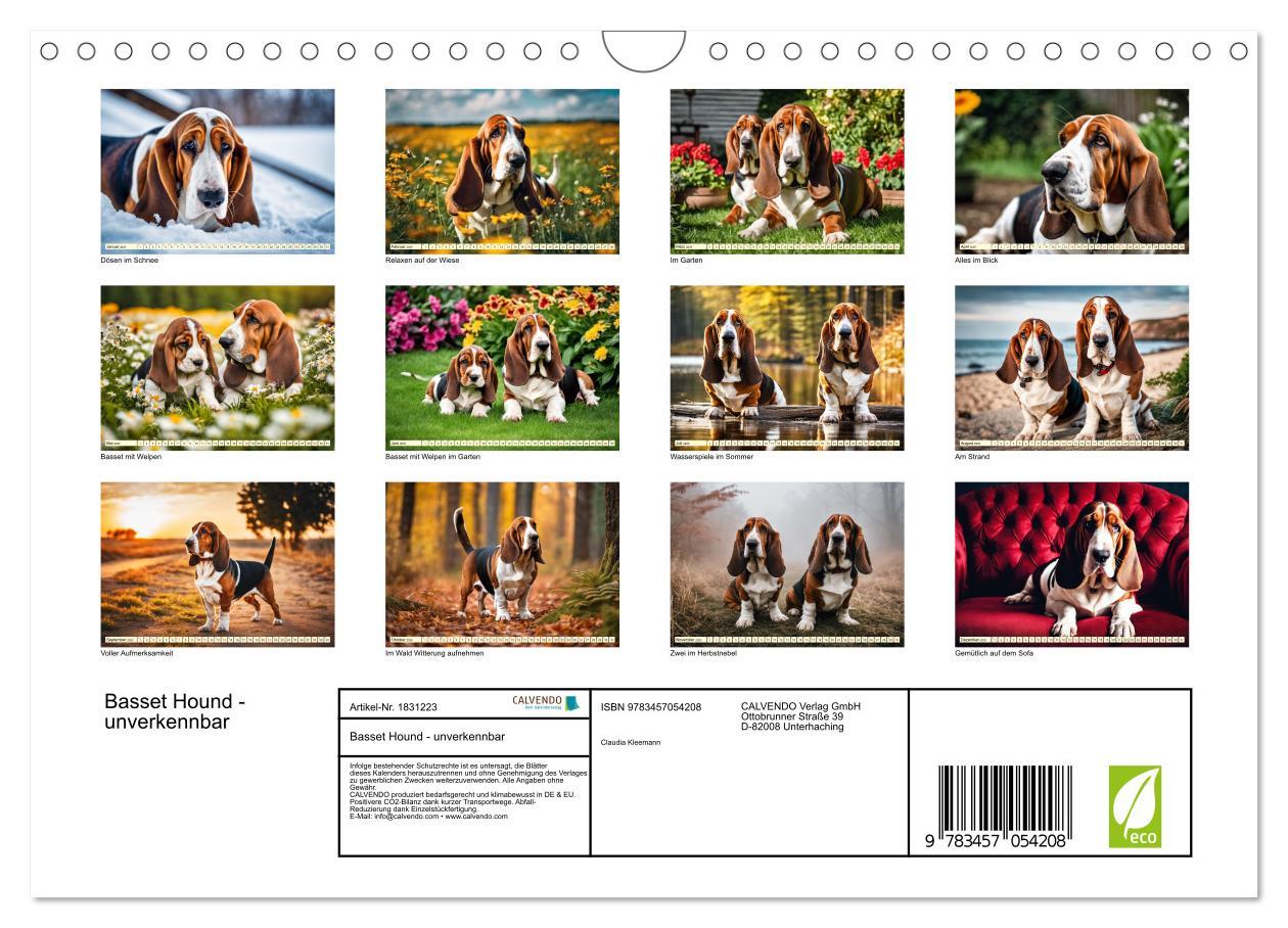 Bild: 9783457054208 | Basset Hound - unverkennbar (Wandkalender 2025 DIN A4 quer),...