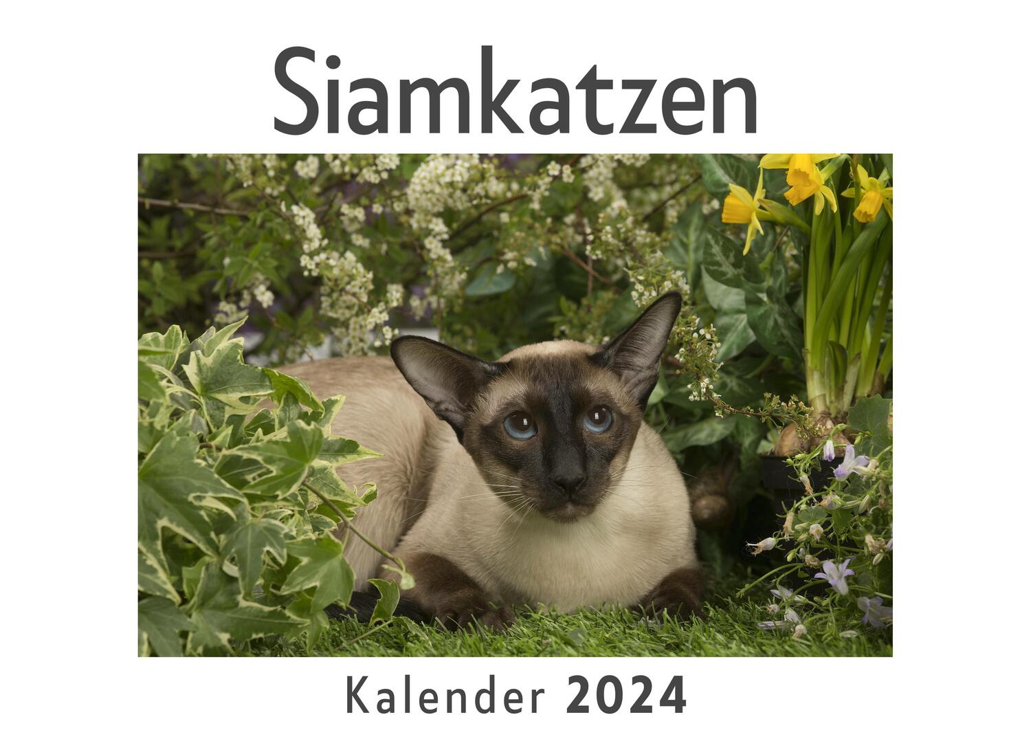Cover: 9783750543096 | Siamkatzen (Wandkalender 2024, Kalender DIN A4 quer, Monatskalender...