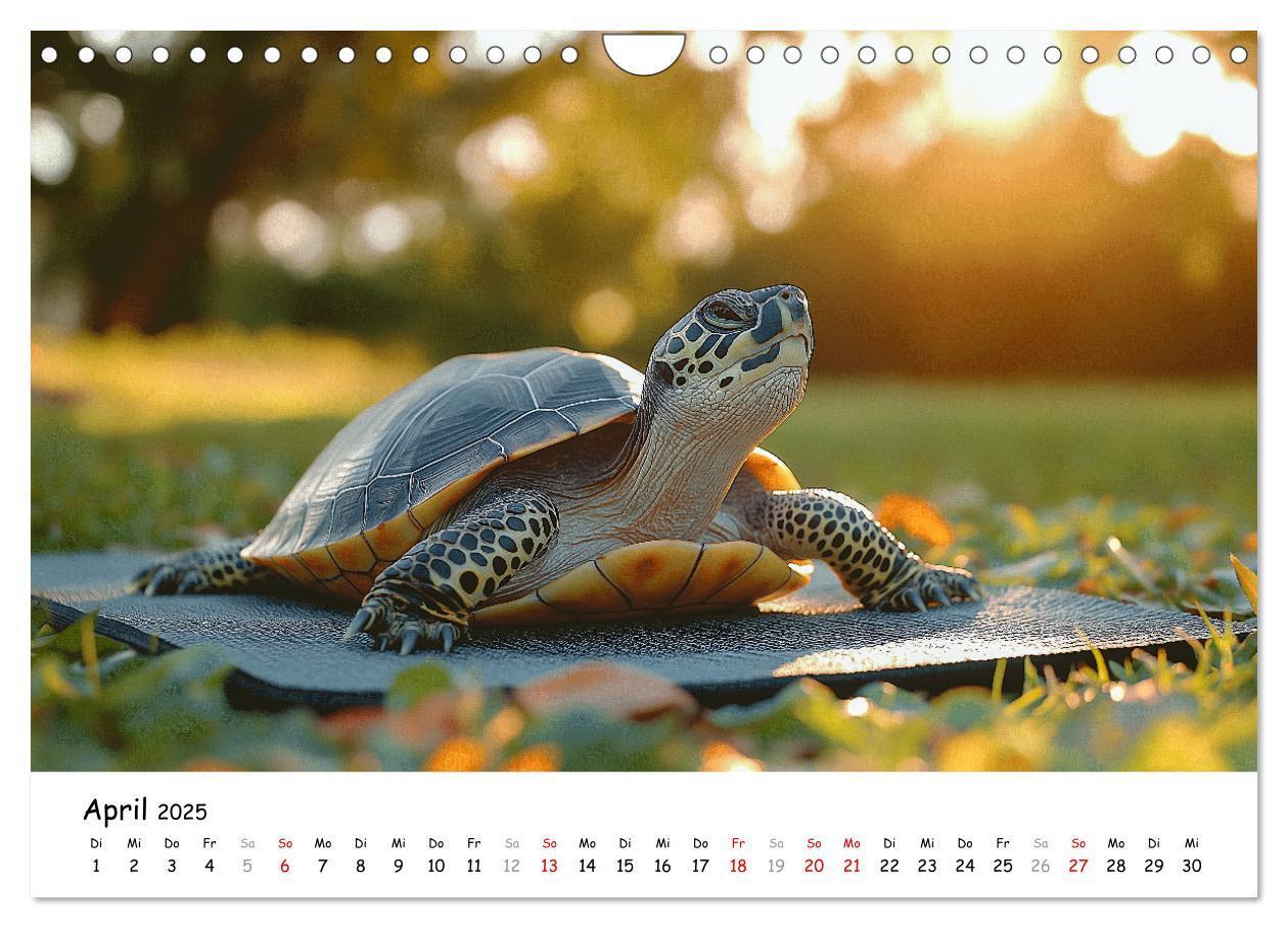 Bild: 9783457215784 | CHILL MAL - Entspannte Schildkröten beim Faulenzen (Wandkalender...