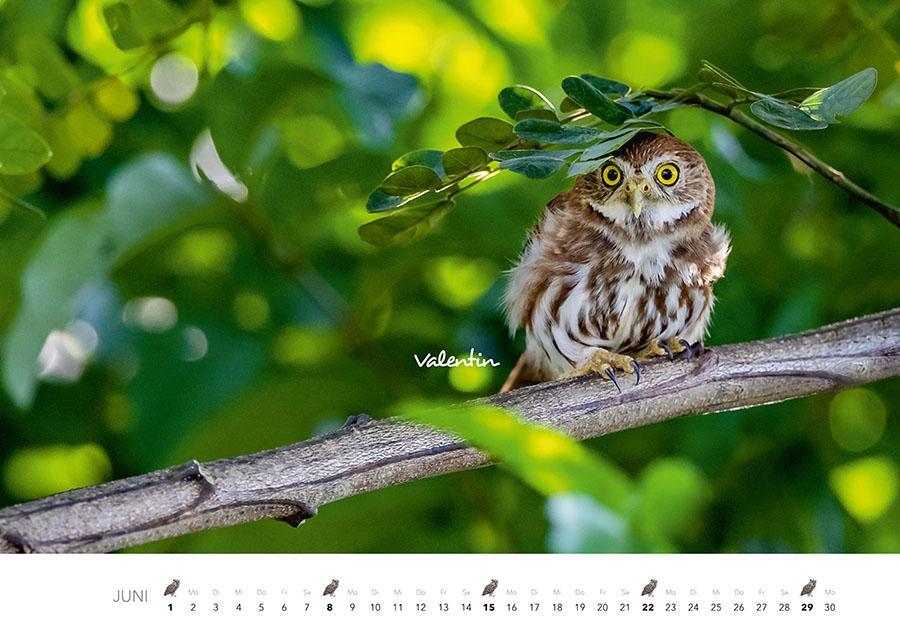 Bild: 9783966648141 | Eulen Kalender 2025 | Der Tierkalender mit den charmanten Namen | 2025