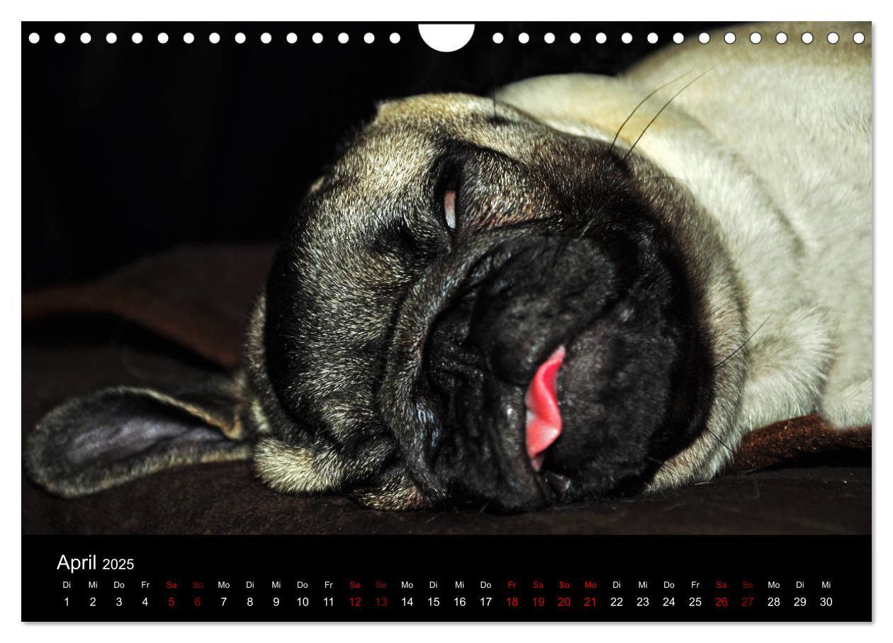 Bild: 9783435391530 | Alles Mops-Kalender 2025 (Wandkalender 2025 DIN A4 quer), CALVENDO...