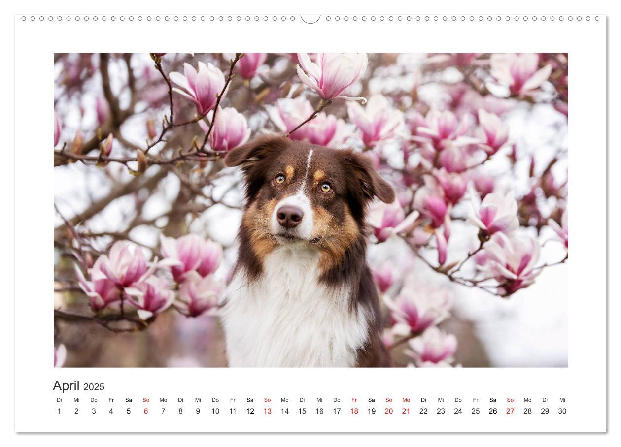 Bild: 9783435180615 | Herzensaussies - Australian Shepherd (Wandkalender 2025 DIN A2...