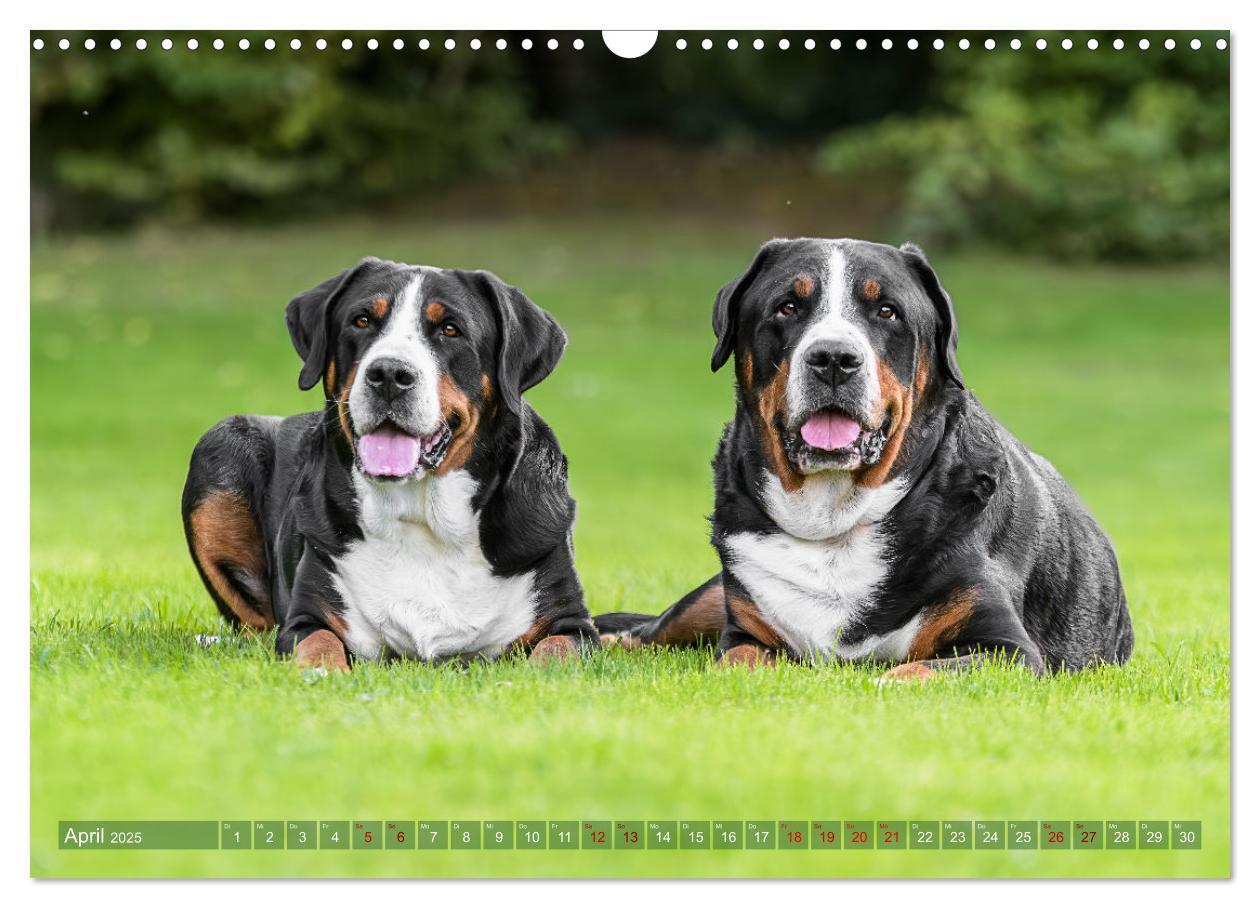 Bild: 9783457218013 | Große Schweizer - Gigantische Sennenhunde (Wandkalender 2025 DIN A3...