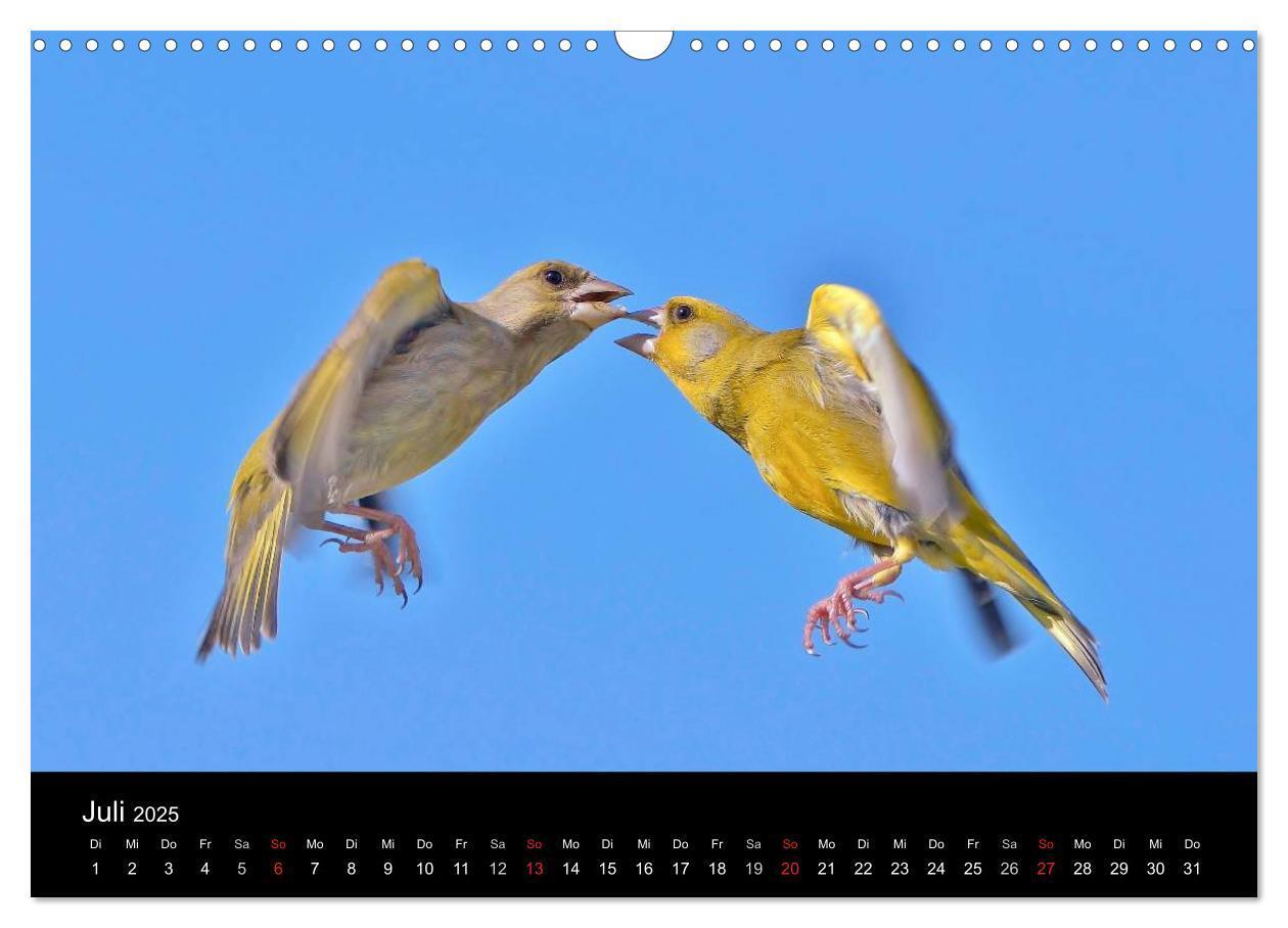 Bild: 9783435626144 | Singvögel in Deutschland (Wandkalender 2025 DIN A3 quer), CALVENDO...