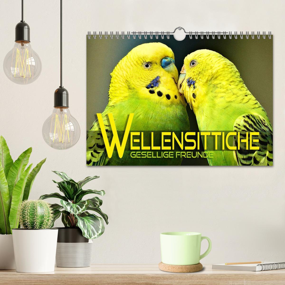 Bild: 9783383993398 | Wellensittiche - gesellige Freunde (Wandkalender 2025 DIN A4 quer),...