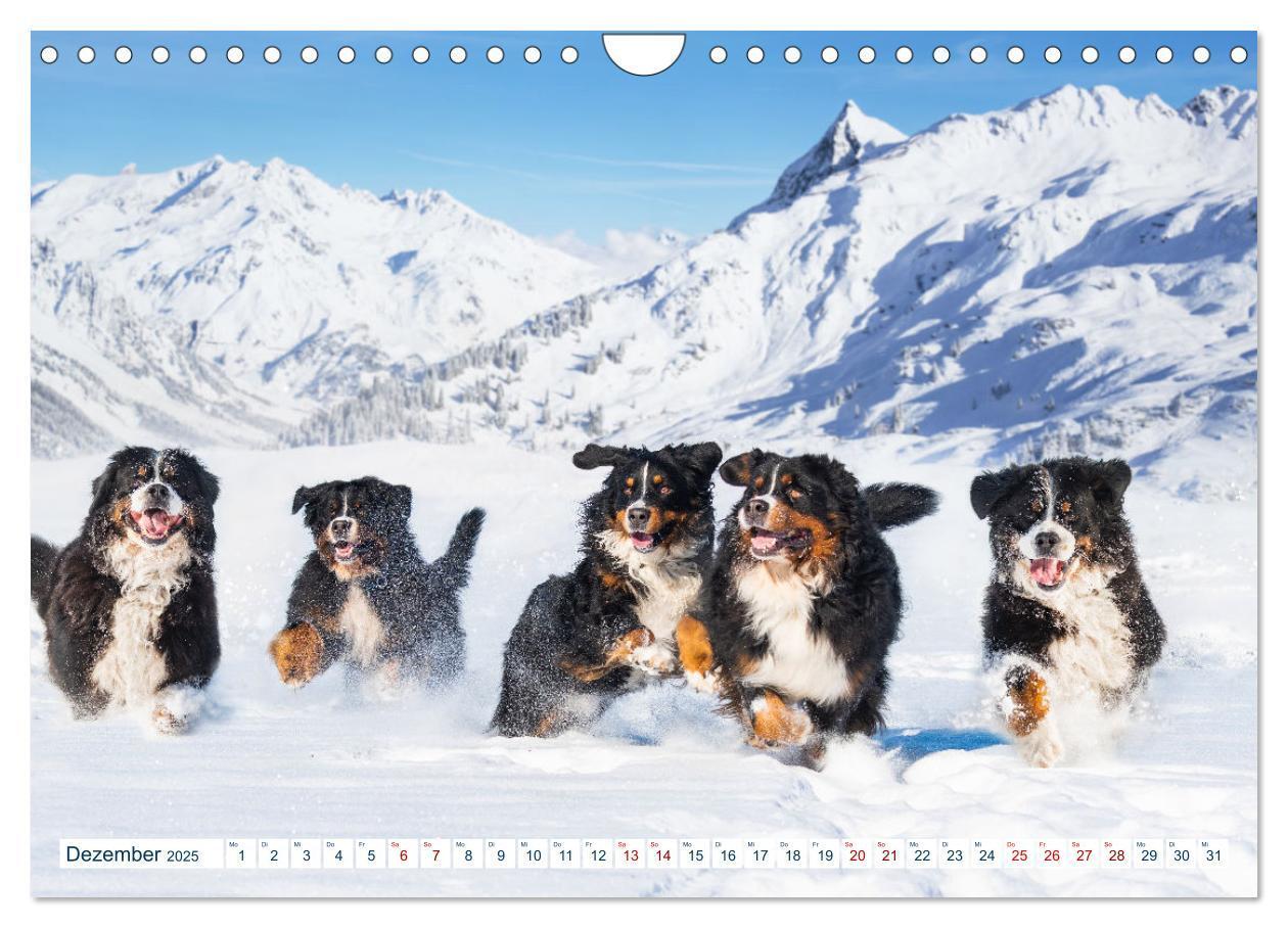 Bild: 9783435050321 | Berner Sennenhund - Ein Traum auf vier Pfoten (Wandkalender 2025...