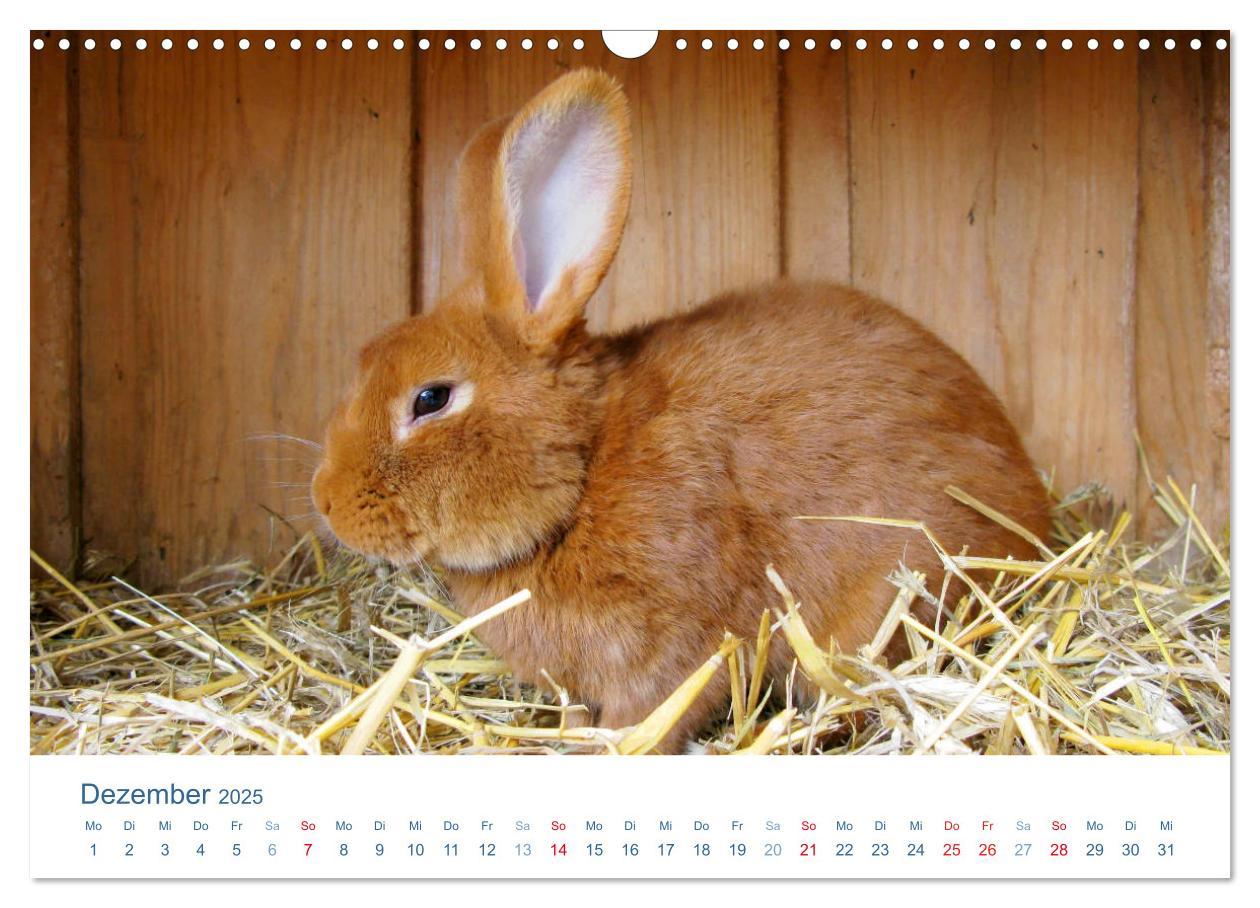 Bild: 9783435494064 | Tierisches Leben auf dem Bauernhof 2025 (Wandkalender 2025 DIN A3...