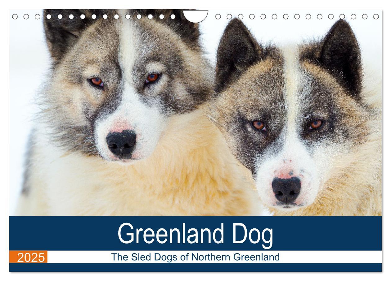 Cover: 9781325937998 | Greenland Dog - The Sled Dogs of Northern Greenland (Wall Calendar...