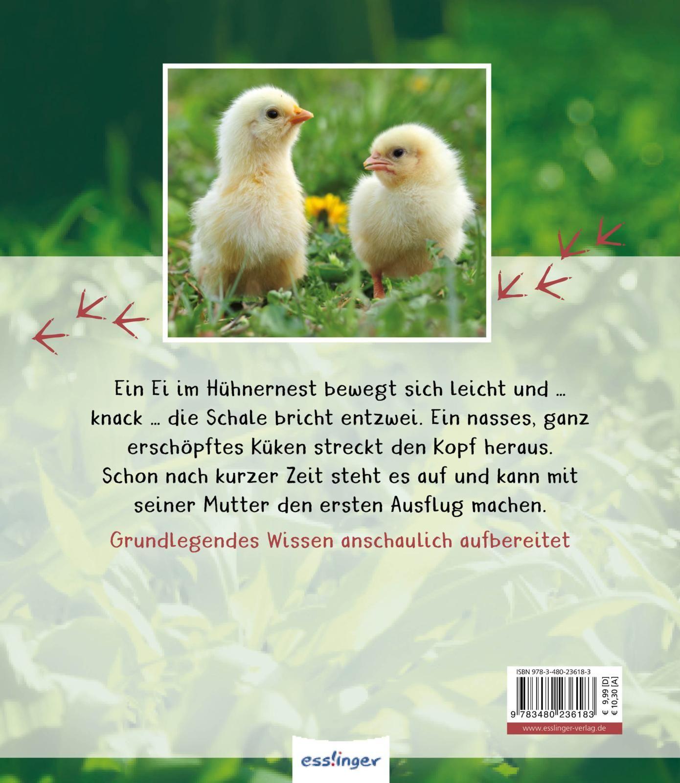 Rückseite: 9783480236183 | Meine große Tierbibliothek: Das Huhn | Christian Havard (u. a.) | Buch