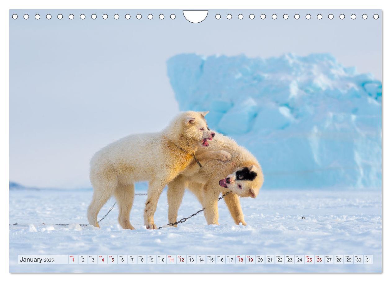 Bild: 9781325937998 | Greenland Dog - The Sled Dogs of Northern Greenland (Wall Calendar...