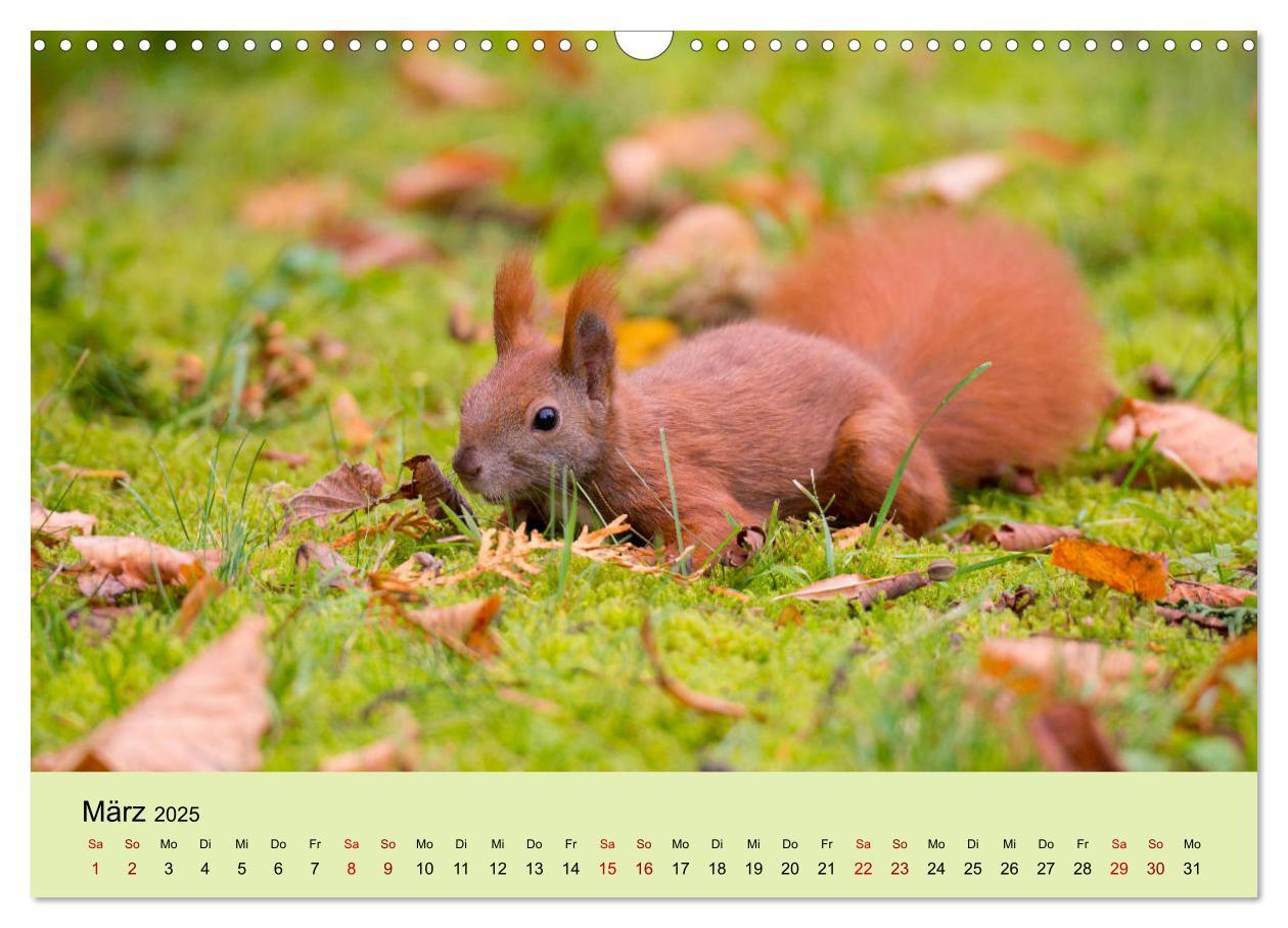 Bild: 9783435174492 | Eichhörnchen in Berlin (Wandkalender 2025 DIN A3 quer), CALVENDO...