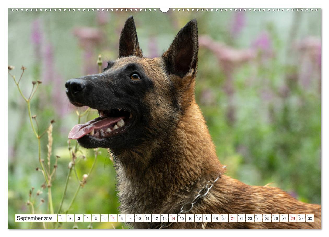 Bild: 9783435144808 | Malinois - belgischer Schäferhund (Wandkalender 2025 DIN A2 quer),...