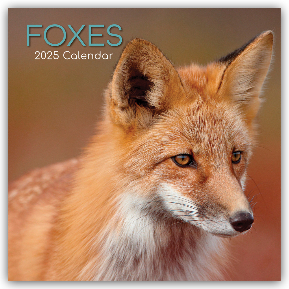 Cover: 9781835360491 | Foxes - Füchse 2025 - 16-Monatskalender | Ltd | Kalender | 14 S.