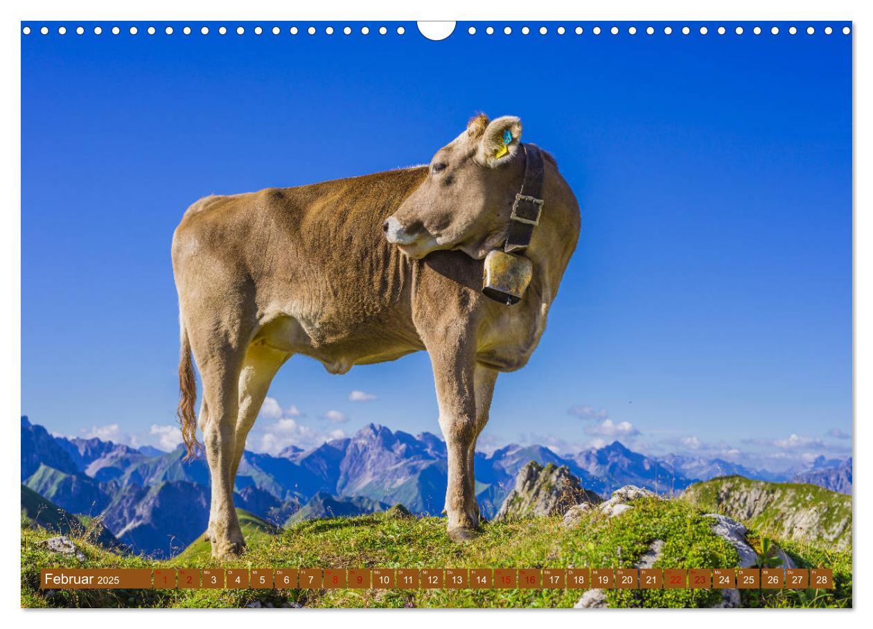 Bild: 9783435347469 | Allgäuer Schönheiten Allgäu - Land der Kühe (Wandkalender 2025 DIN...