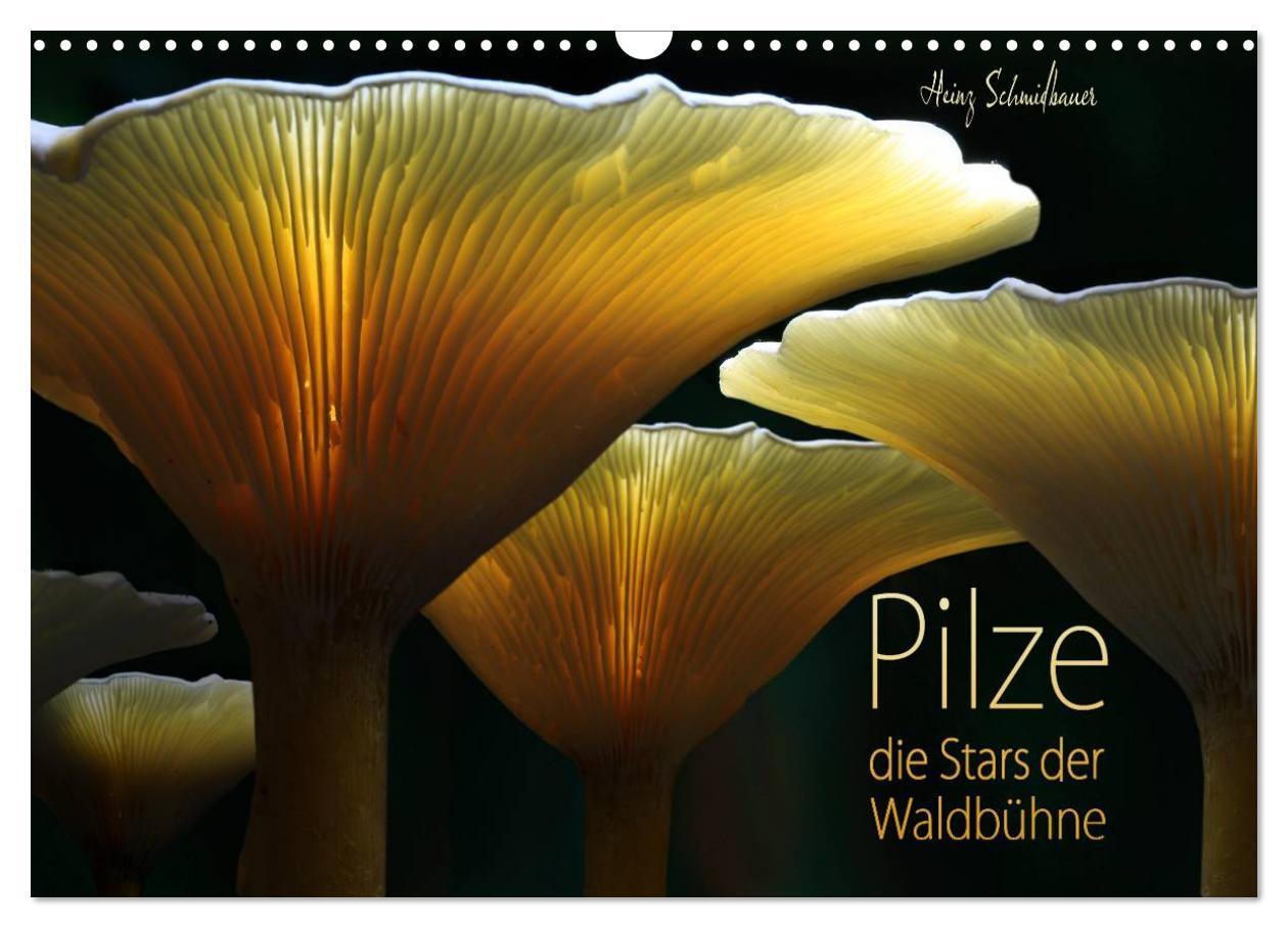 Cover: 9783383475214 | Pilze - die Stars der Waldbühne (Wandkalender 2024 DIN A3 quer),...