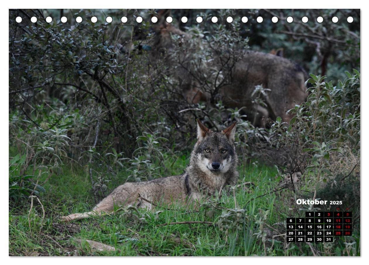 Bild: 9783435195121 | Willkommen Wolf (Tischkalender 2025 DIN A5 quer), CALVENDO...