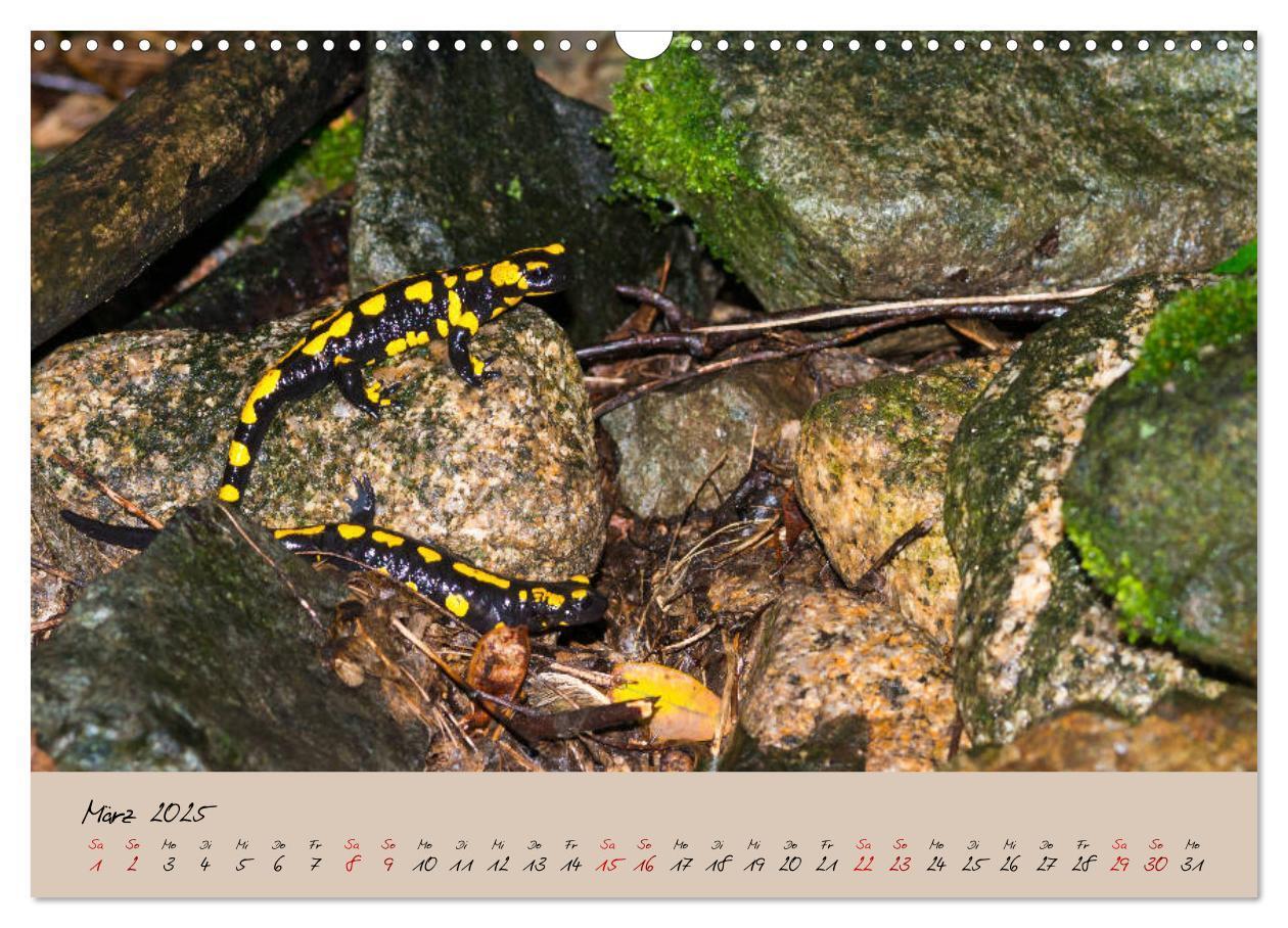 Bild: 9783435172849 | Feuersalamander - Liebenswerte Heimlichtuer (Wandkalender 2025 DIN...