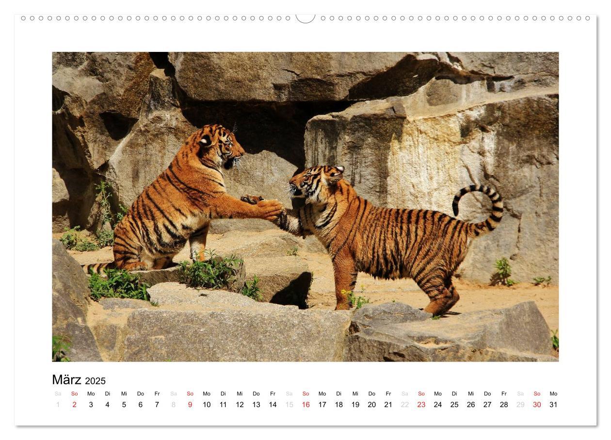 Bild: 9783435754298 | Tiger 2025 (Wandkalender 2025 DIN A2 quer), CALVENDO Monatskalender