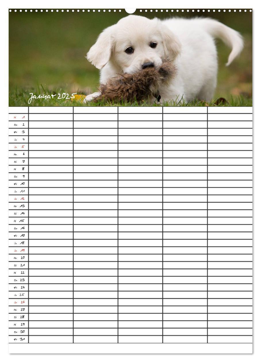 Bild: 9783457087718 | Familienplaner: Golden Retriever Welpen (Wandkalender 2025 DIN A2...