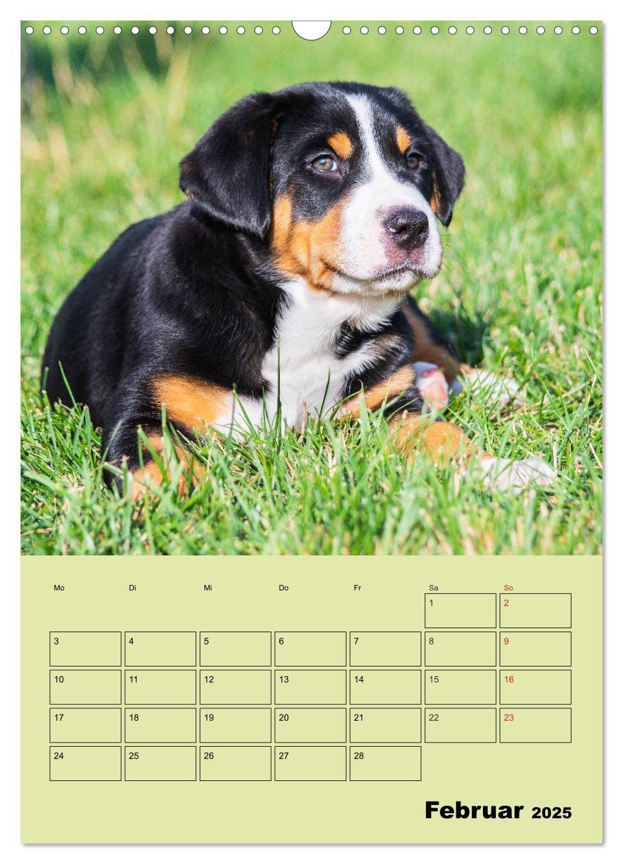 Bild: 9783435960057 | Familienplaner Großer Schweizer Sennenhund (Wandkalender 2025 DIN...