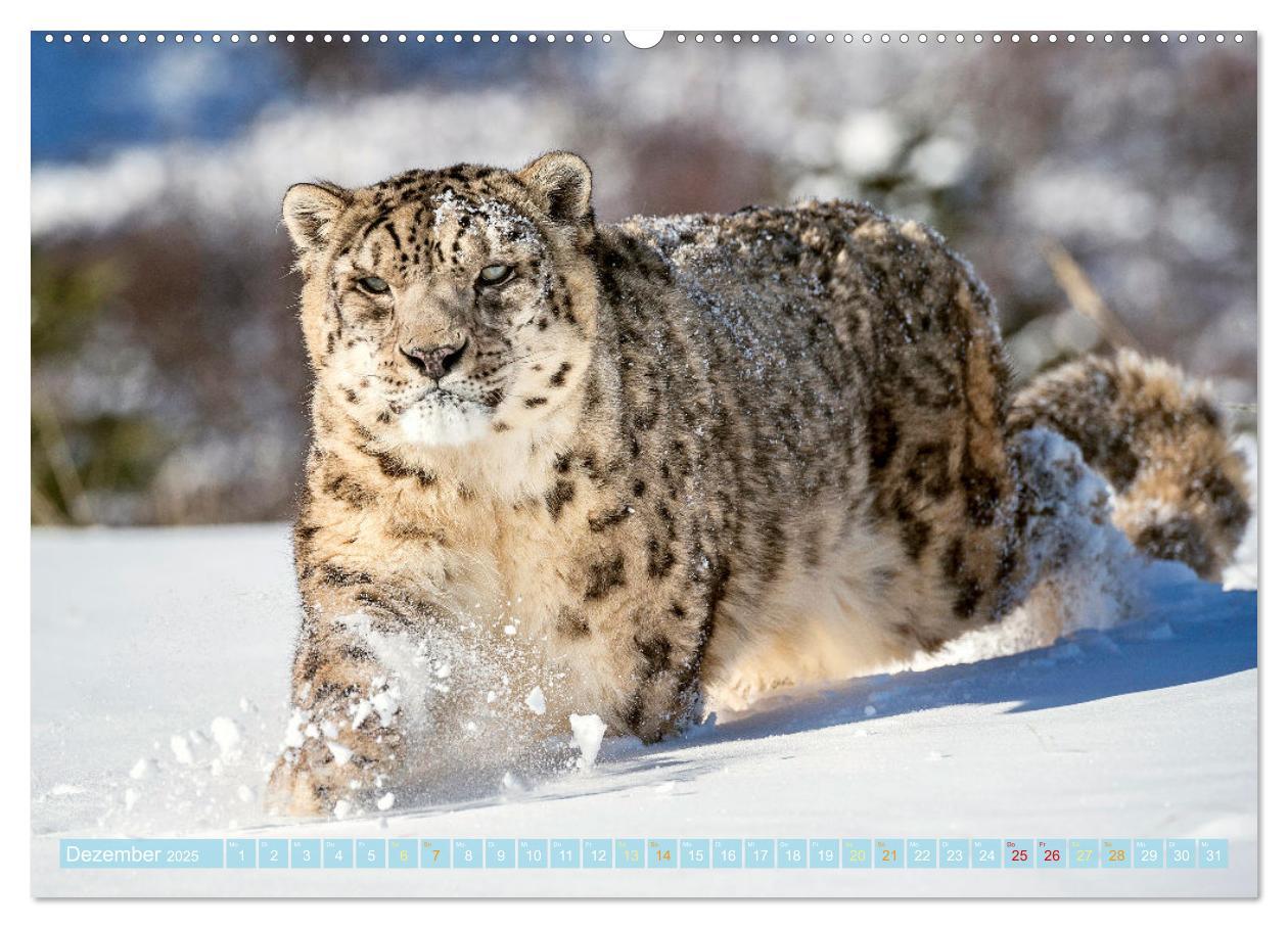 Bild: 9783435071388 | Raubkatzen: Geschmeidige Jäger (hochwertiger Premium Wandkalender...