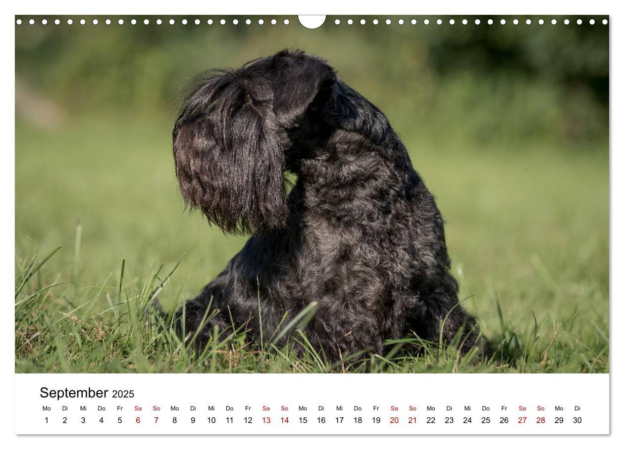 Bild: 9783435424535 | Schnauzer... von Zwergen und Riesen 2025 (Wandkalender 2025 DIN A3...