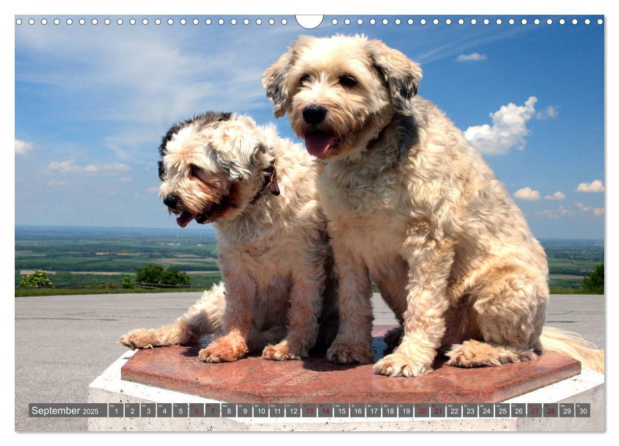 Bild: 9783435261116 | Tibet-Terrier - Eine Hunderasse mit Charakter (Wandkalender 2025...