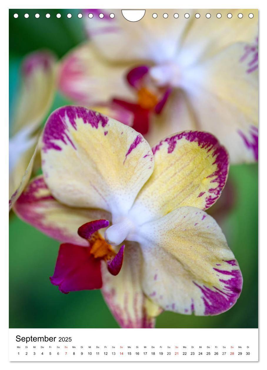 Bild: 9783435961290 | Orchideen (Wandkalender 2025 DIN A4 hoch), CALVENDO Monatskalender