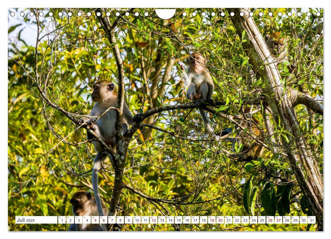 Bild: 9783457151006 | Gunung Leuser Nationalpark Sumatra (Wandkalender 2025 DIN A4 quer),...